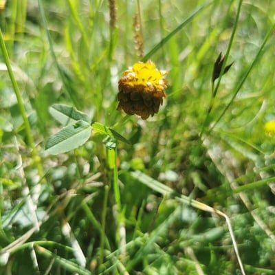 Trifolium badium — flower