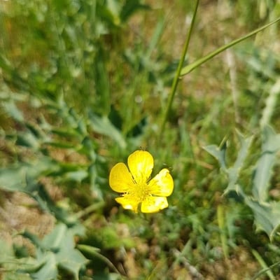 Ranunculus arvensis — flower
