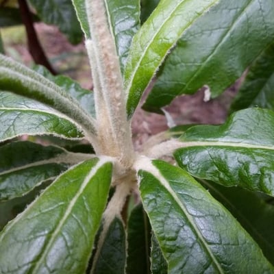 Bedfordia arborescens — leaf