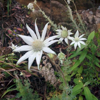 Actinotus helianthi — flower