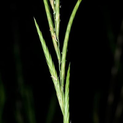 Brachypodium phoenicoides — flower