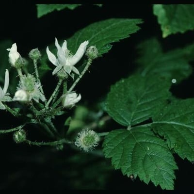 Rubus ursinus — flower