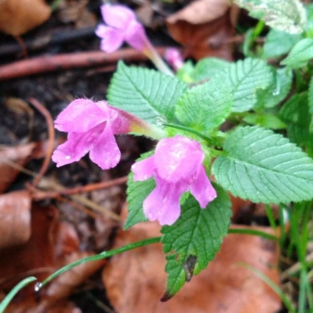 Galeopsis pubescens — flower