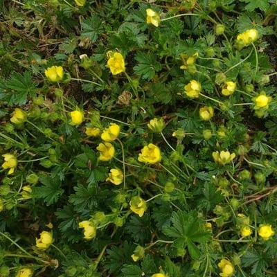 Potentilla anglica — flower