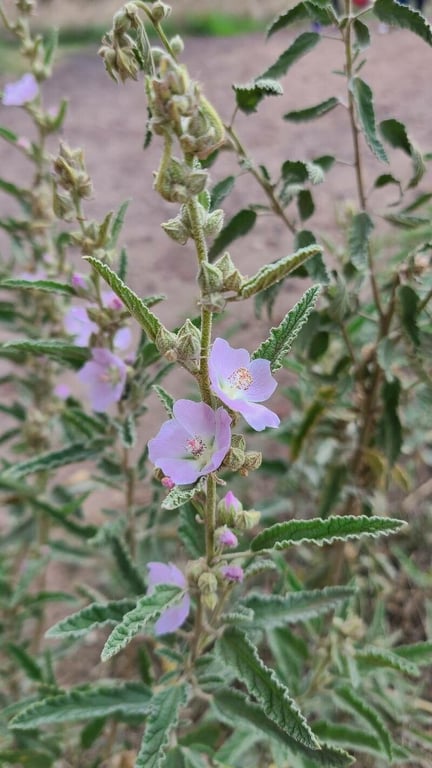 Copper globe-mallow