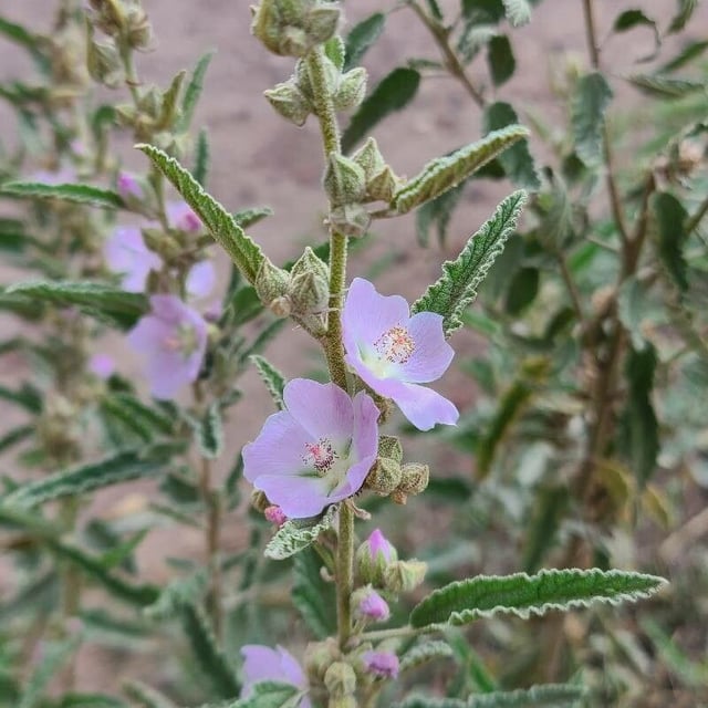 Sphaeralcea angustifolia — flower