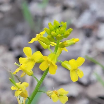 Barbarea orthoceras — flower