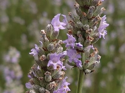 Broadleaf lavender