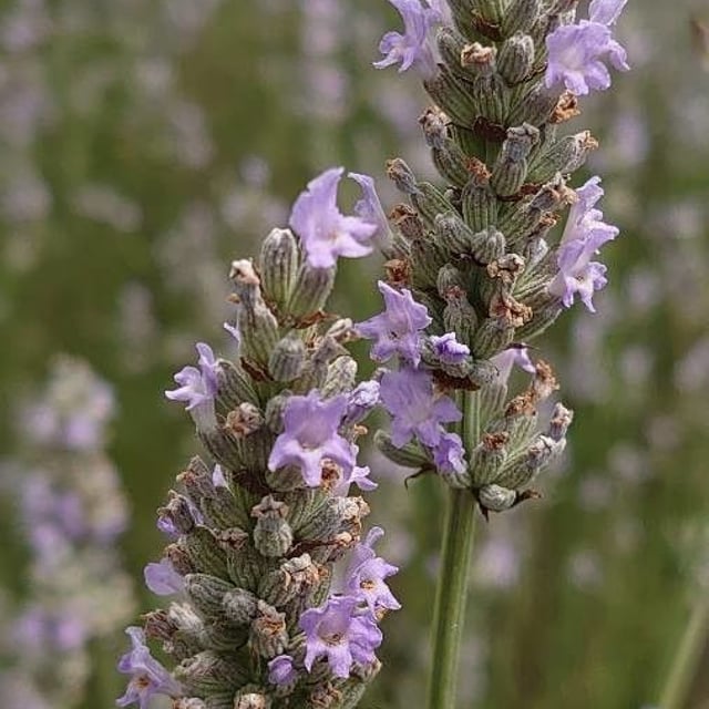 Broadleaf lavender