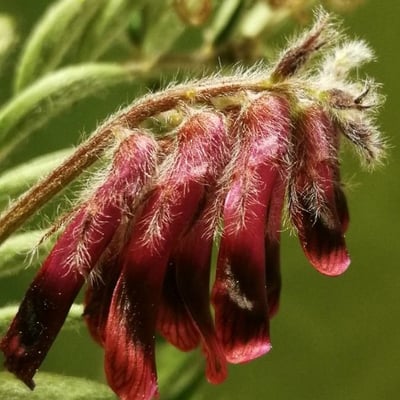 Vicia benghalensis — flower