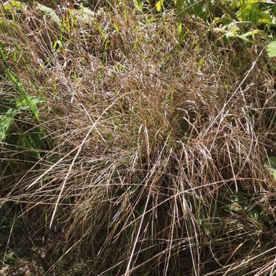 Sporobolus africanus — flower