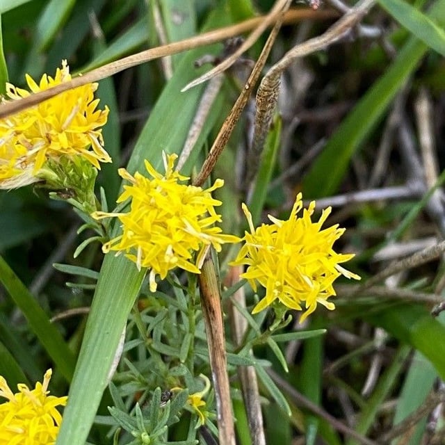 Galatella linosyris — flower