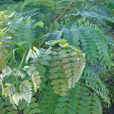 Albizia procera — leaf