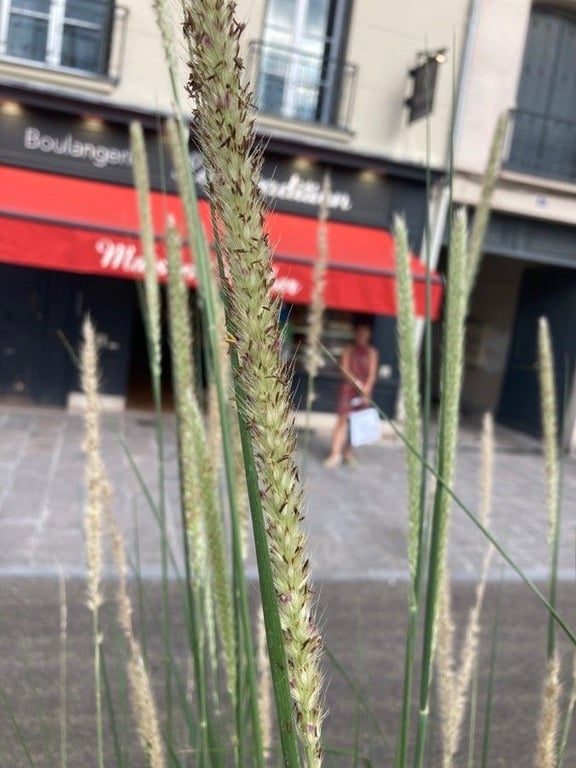 Lemongrass
