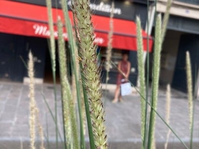Lemongrass