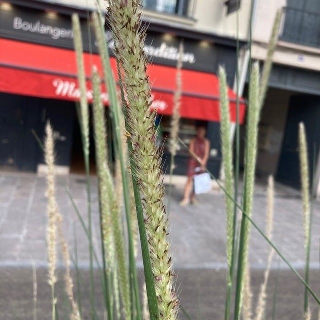Lemongrass