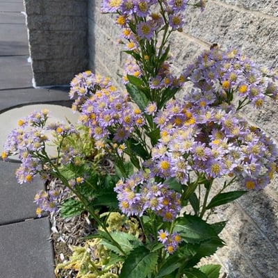 Aster tataricus — flower