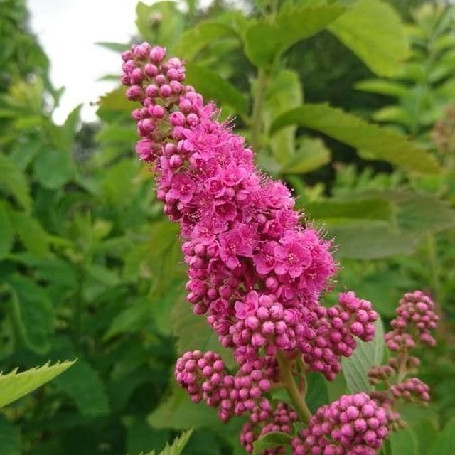 Spiraea douglasii — flower