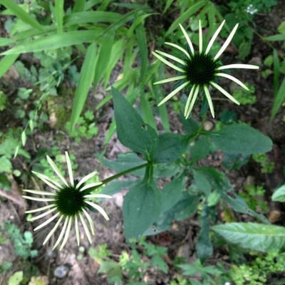 Echinacea purpurea — flower