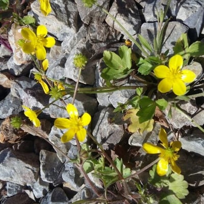 Ranunculus muricatus — flower