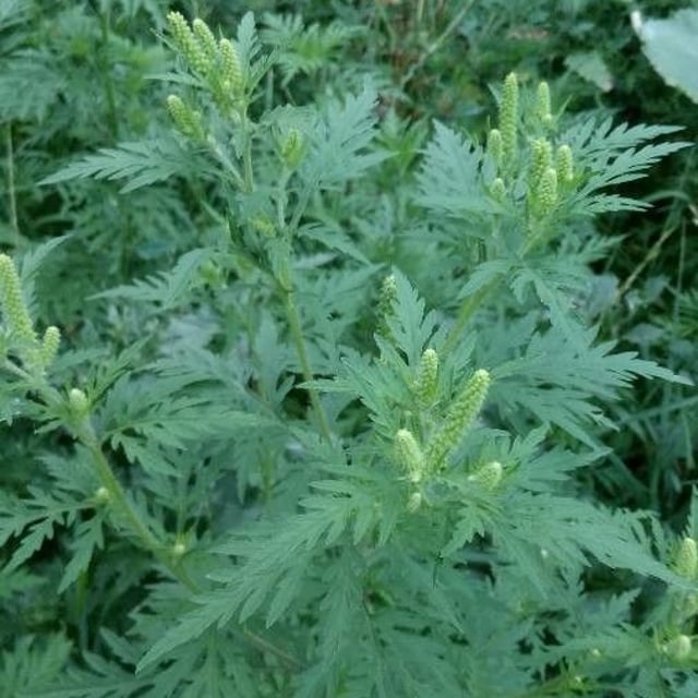Ambrosia artemisiifolia — flower