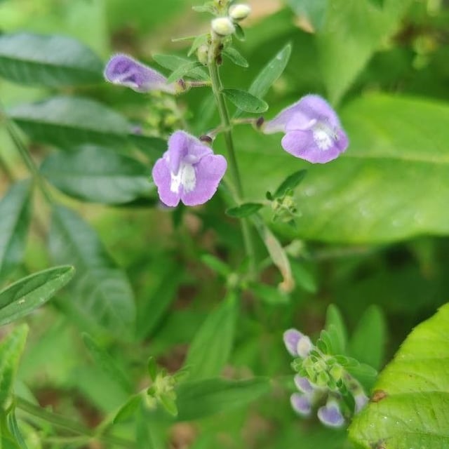 Scutellaria integrifolia — flower