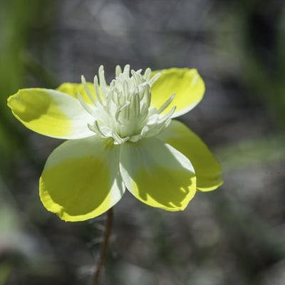 Platystemon californicus — flower