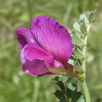 Vicia pyrenaica — flower