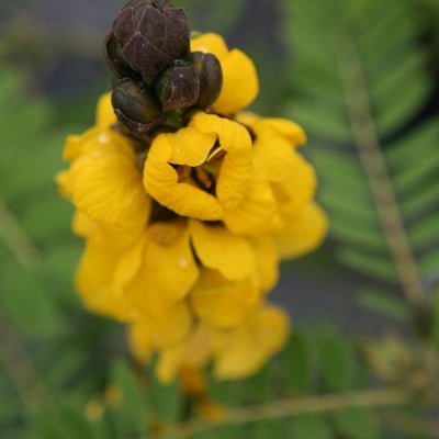 Senna didymobotrya — flower