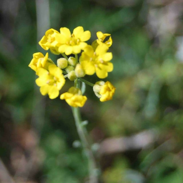 Alyssum montanum — flower