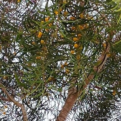 Acacia confusa — flower