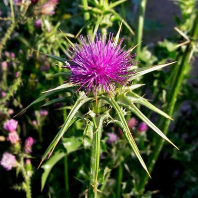 Silybum marianum — flower