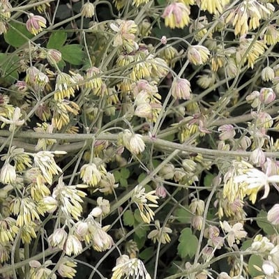 Thalictrum minus — flower