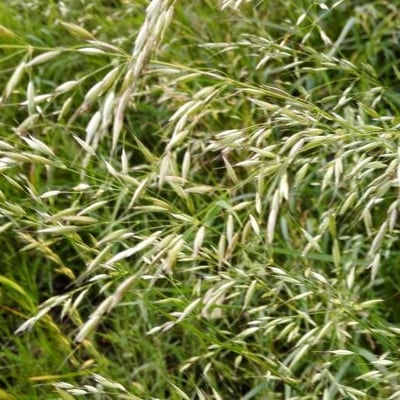 Bromus arvensis — flower
