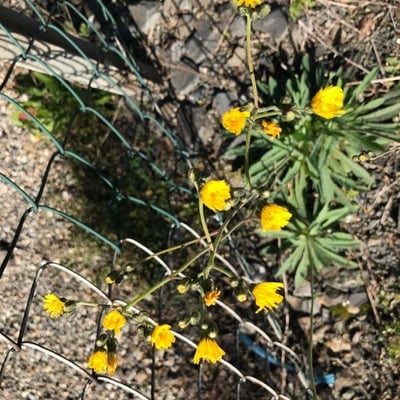 Pilosella piloselloides — flower