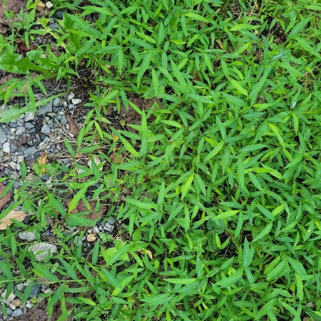 Microstegium vimineum — leaf