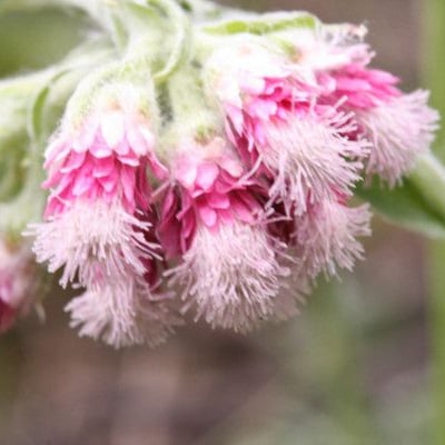 Antennaria dioica — flower