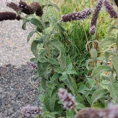 Mentha longifolia — flower