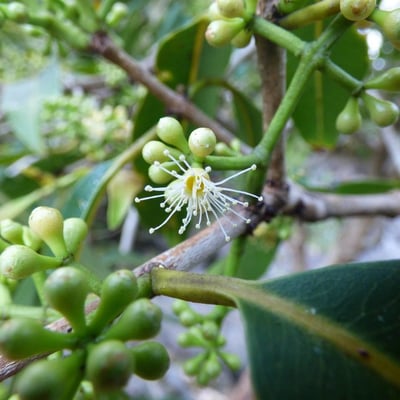 Syzygium cumini — flower