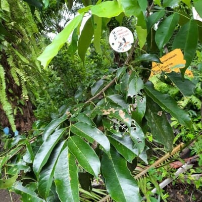 Platymiscium pinnatum — leaf