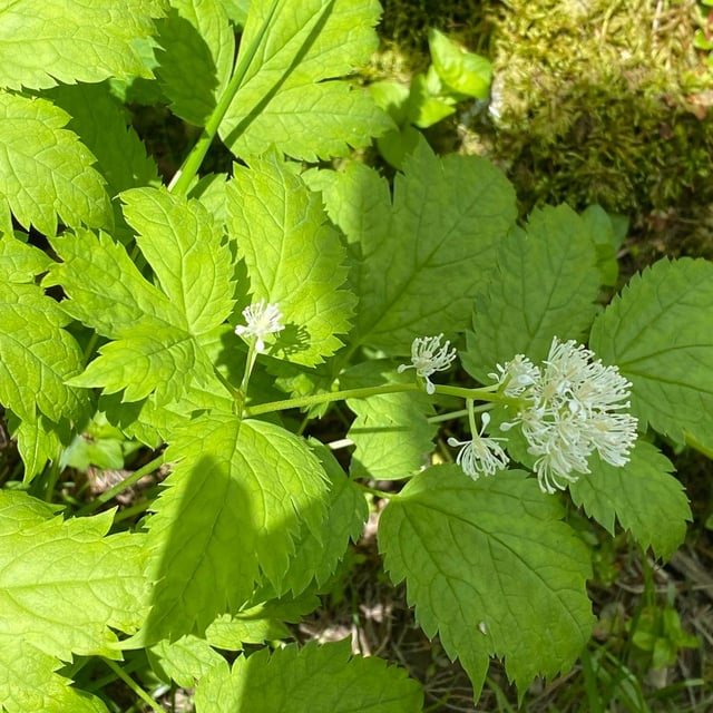 Actaea spicata — flower