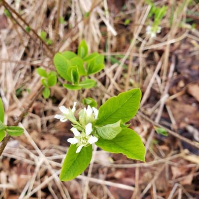 Oemleria cerasiformis — flower