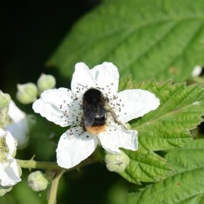 Rubus wahlbergii — flower
