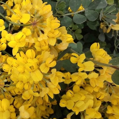 Coronilla valentina — flower