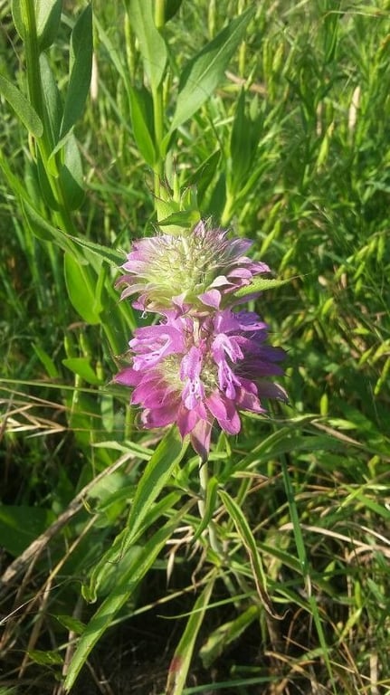 Horse-mint