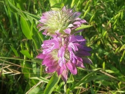 Horse-mint
