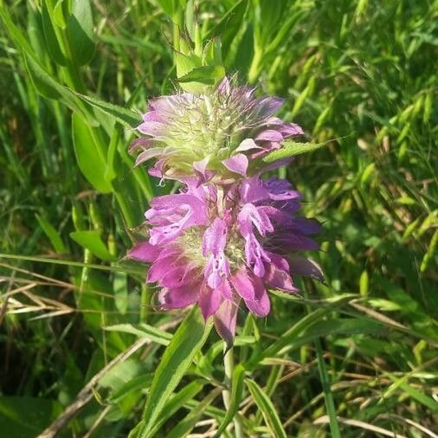 Monarda punctata — flower