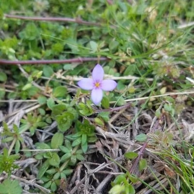 Houstonia pusilla — flower