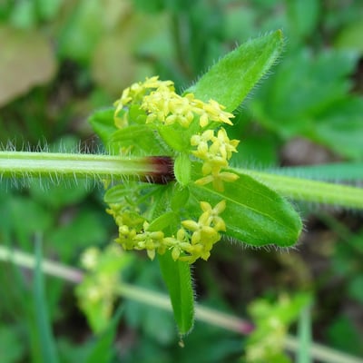 Cruciata laevipes — flower