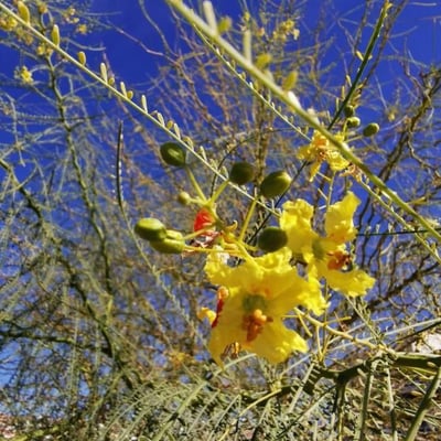 Parkinsonia aculeata — flower